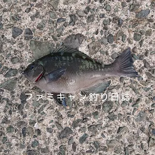 フカセ釣りで釣れたクロ