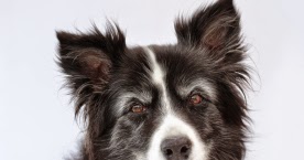 Hearty Mutts: Top Q&A for a Senior Dog's Diet