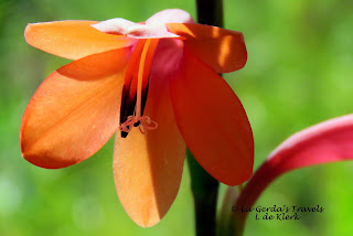Garden Route Botanical Garden