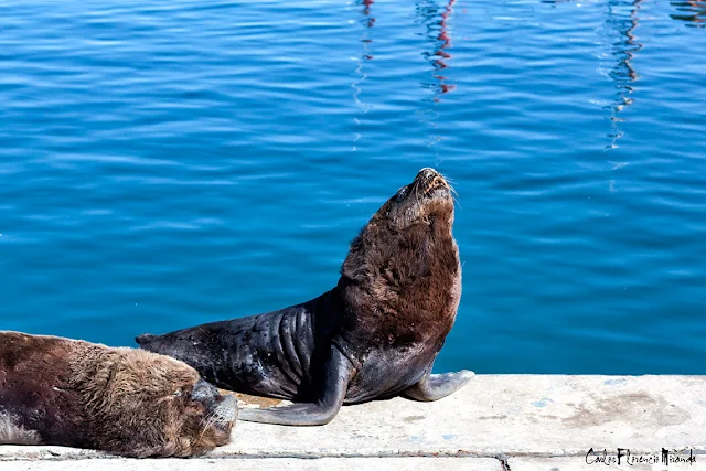 Un lobo marino estirándose al sol junto a otro dormido en la banquina de pescadores de Mar del Plata; Argentina.