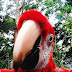 Animal Rescue XXIV: Midorna, the Scarlet Macaw