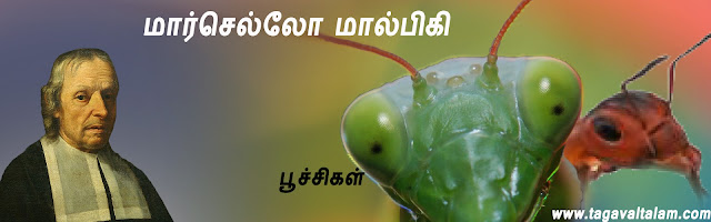 மார்செல்லோ மால்பிகி