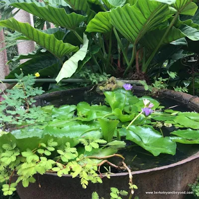 water garden at Hunte's Gardens in Barbados