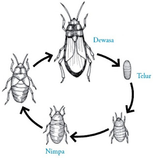 Ciri-ciri dan Klasifikasi Filum Arthropoda