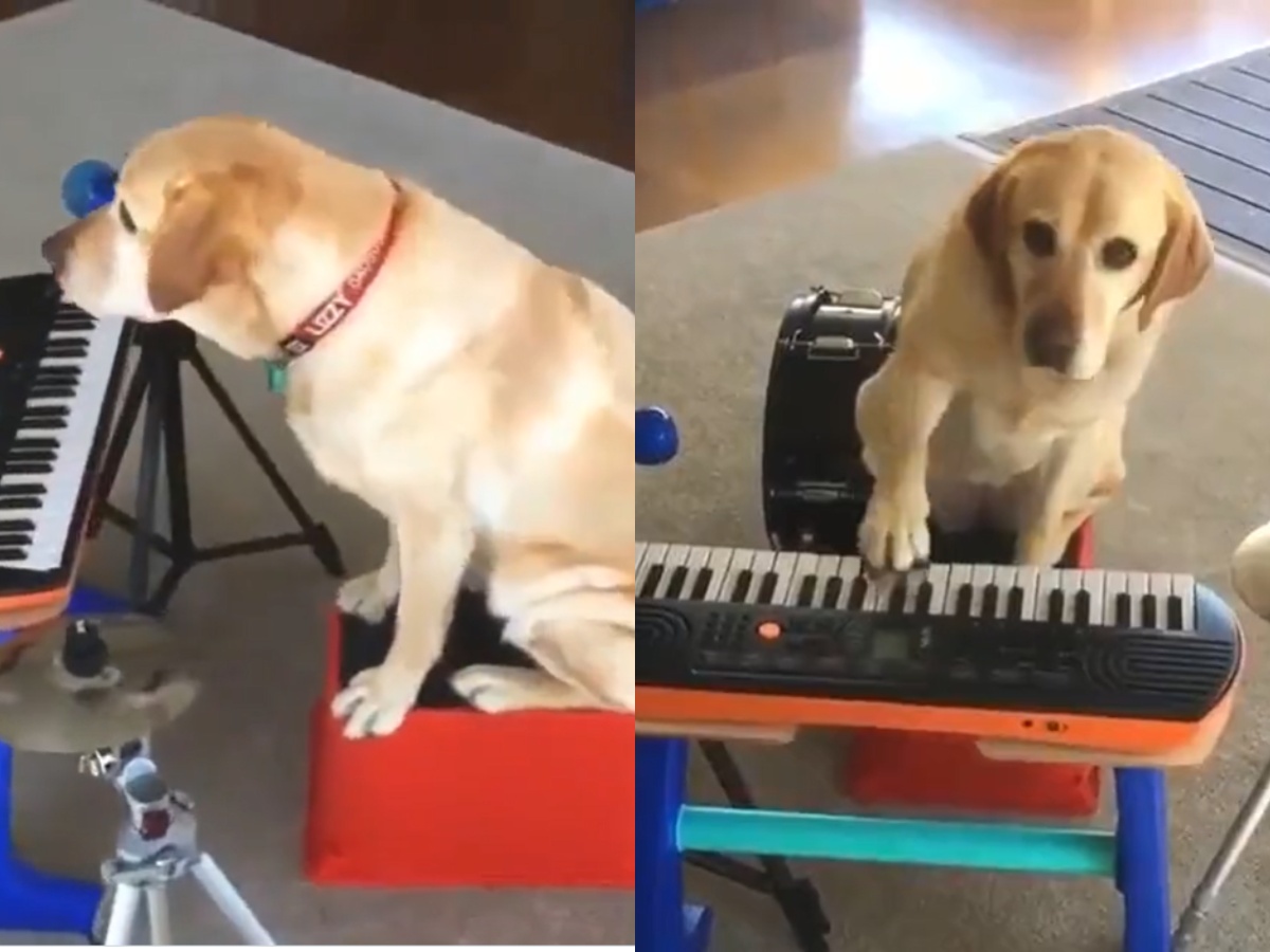 a Dog playing piano