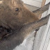They Saw Two Little Hooves Sticking Out of a Fence. You Have to See What Happened Next. Wow!