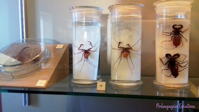 escorpiões e aranhas Museu Nacional