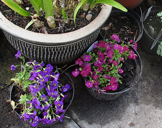 aubretia