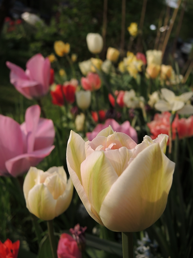 in mijn tuintjes: over #maaimeiniet en hoe ik dat doe en veel mooie blommen in maart en april,  ...