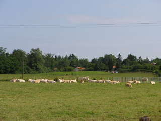 vacas Blonde de Aquitaine