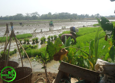 FOTO : BABUT, Mencabut benih Padi Teknik Petani Padi Pagaden Barat, Subang