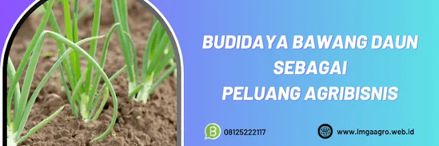 budidaya,daun bawang,budidaya bawang daun,petani,lmga agro