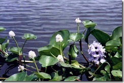 w_h_05_pantanal01.1