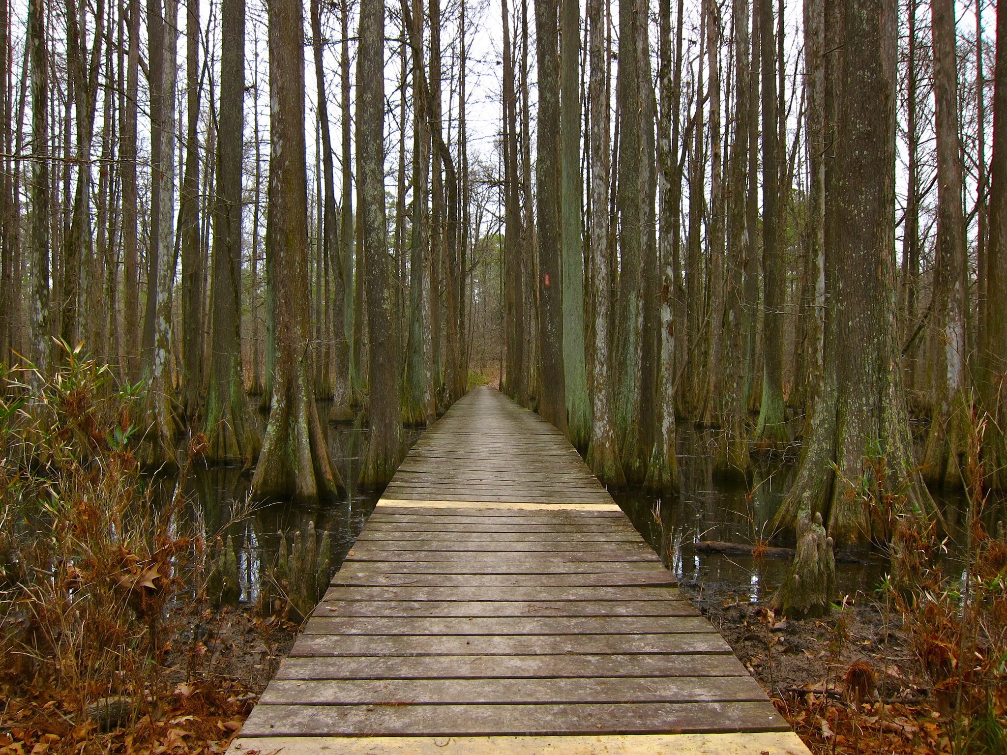 Swampy Bridges