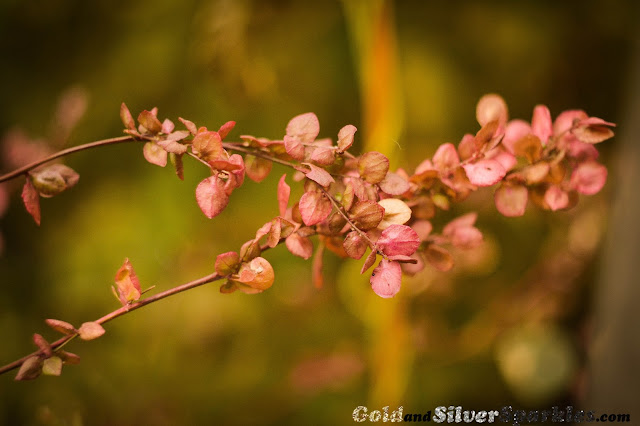 flower, plant, garden, pink plant