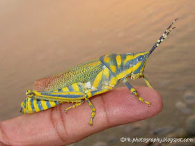 Painted Grasshopper