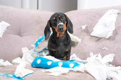 Top 10 Behavioral Problems in Dogs - WeCareForDogs.com