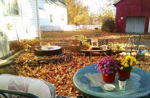 11-3-15 breakfast with the birds in mom's backyard