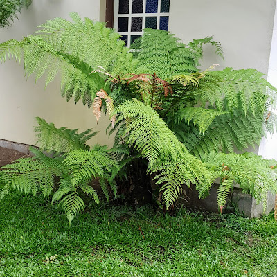 🌿  Nᴏᴍᴇ Comum  【Xaxim, Feto-arborescente, Sambambaiaçu, Samambaiaçu, Samambaiaçu-imperial🅿🅾🆁】   🌲 Sɪɴᴏɴíᴍɪᴀ   Dicksonia gigantea, Dicksonia lobulata.