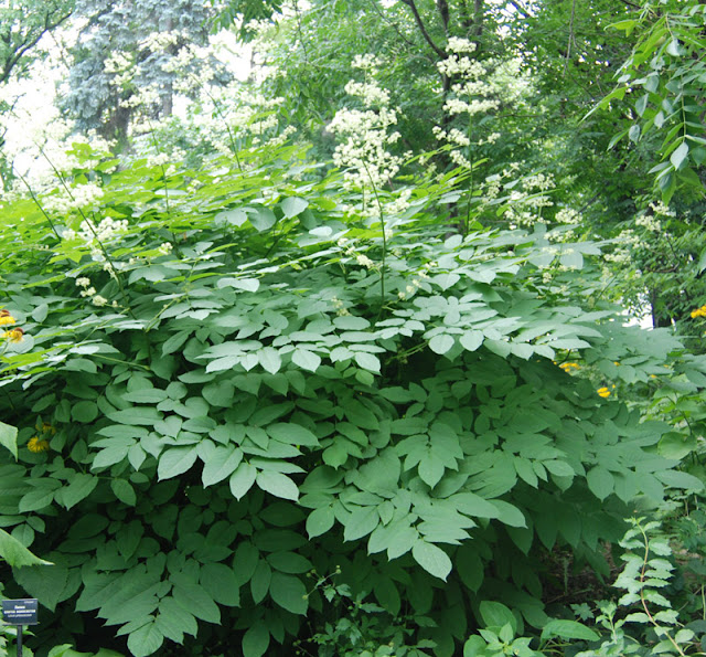 Аралия сердцевидная (Aralia cordata)