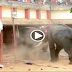 Elephant attack 