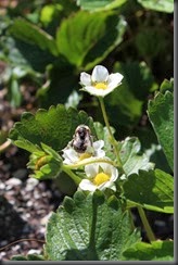 Bumblebee
