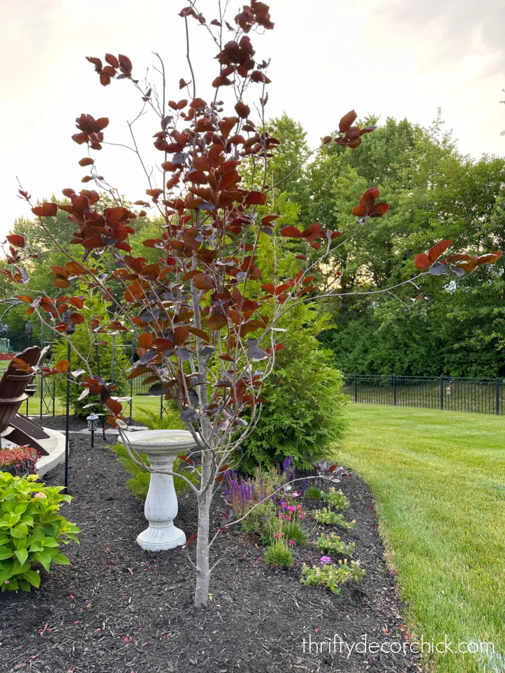 small River Purple Beech tree