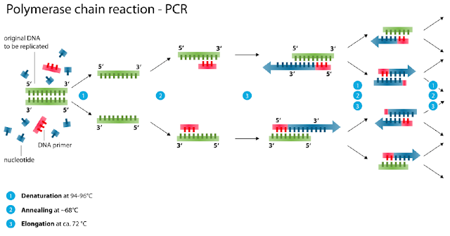 Polymerase chain reaction PCR