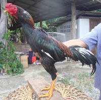 badan ayam bangkok aduan yang bagus panjang padat