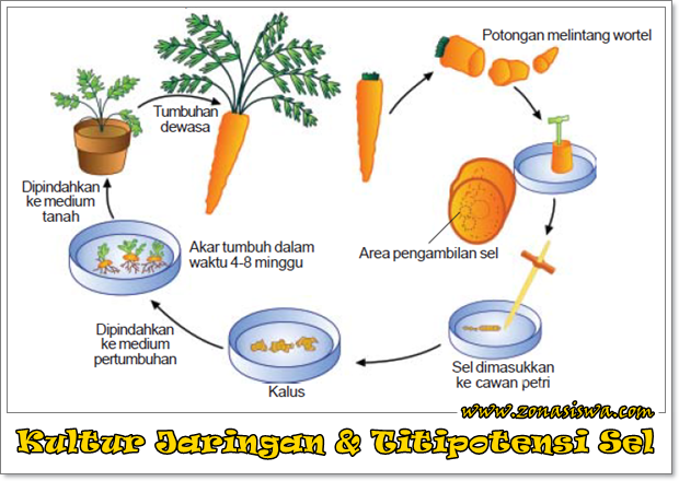 Kultur Jaringan & Titipotensi Sel