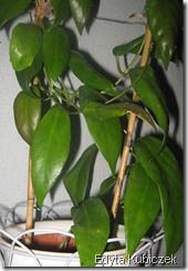 IMG_0422 IMG_0422