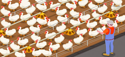 Poultry farming or small animal farming