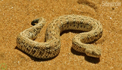 Sidewinder snake