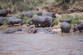 Kenya Safaris Tour