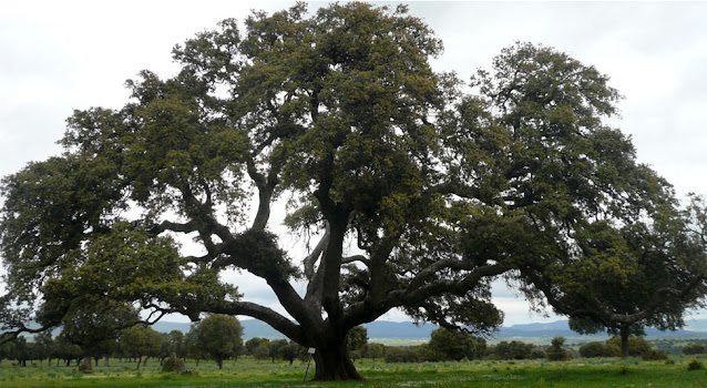 Partes del árbol