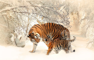Tiger Cub with Mother