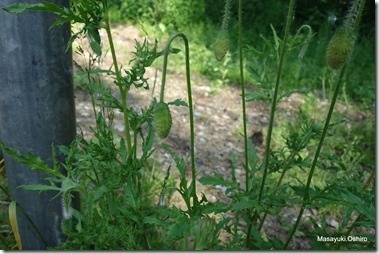 和名：ヒナゲシ　蘭名：Grote klaproos　学名：Papaver rhoeas　英名：Corn poppy