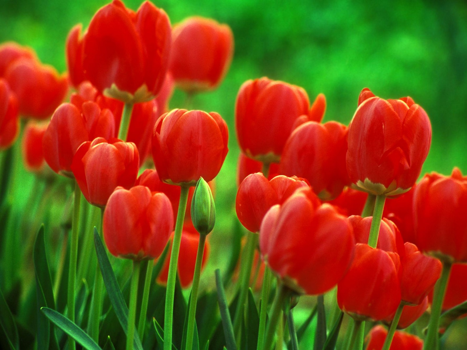 Gambar Bunga Tulip Belanda Indah Cantik - Gambar Kata Kata