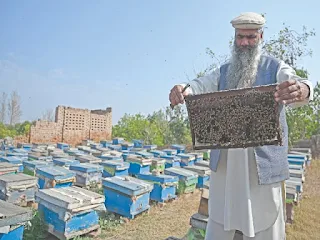 beekeeper1741566177-0.jpg