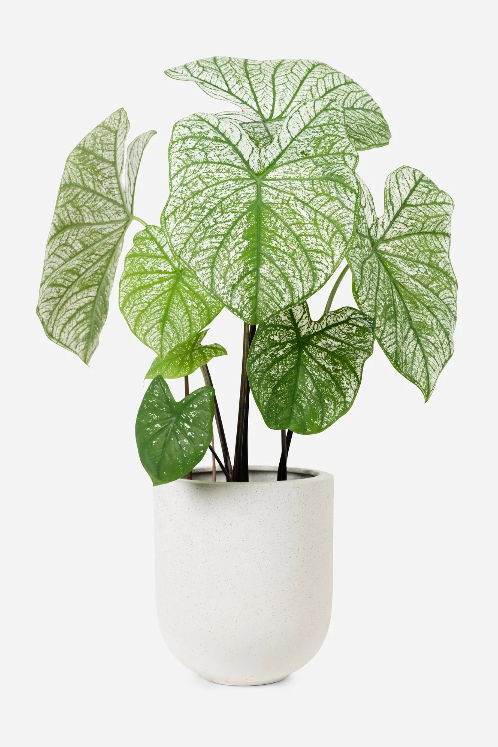 alocasia daun telinga gajah