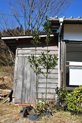 磐城蘭土紀行 月桂樹のひこばえ