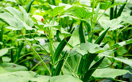 ពោតបារាំង ឬហៅថាអូក្រា (Okra ឬ Ladies’ Finger)