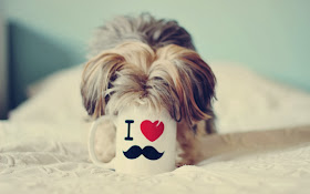 dog-cup-heart-love-photo-wallpaper