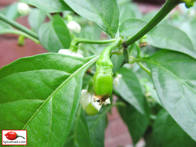 Peruvian White Habanero - 31st July 2020