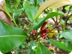 077 Cloves