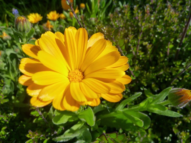 single bloom of yellow calendula