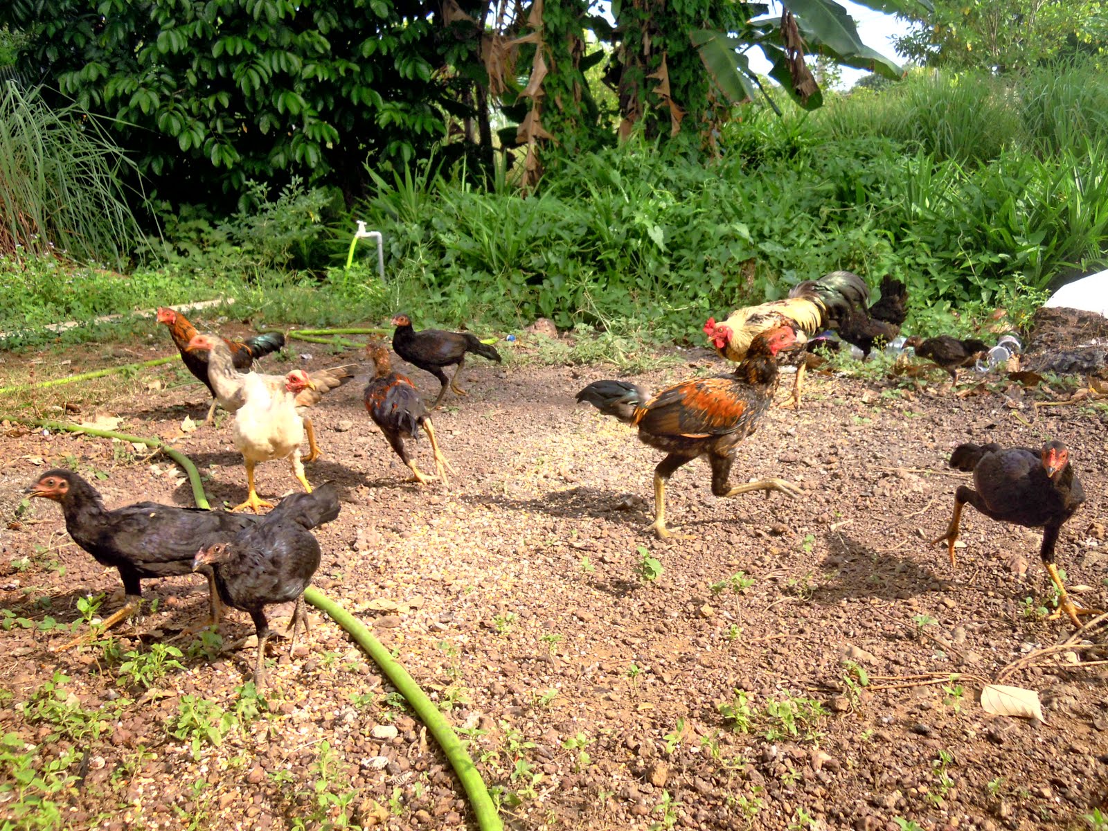 Penternakan Ayam Kampung: Ayam Kampung Semakin Membiak
