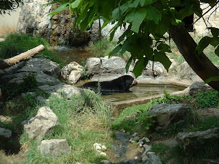 l'ours dans son bassoin