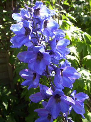 Delphinium 'Pacific Giants Mixed'