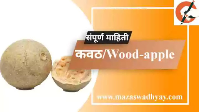 Wood Apple Information in Marathi Esay  Wood Apple information in marathi pdf  Wood Apple Information  कवठ फळाची संपूर्ण माहिती.  कवठ झाडाविषयी माहिती  कवठ या फळाविषयी माहिती.  कवठ झाडाची माहिती मराठी  Kavath zadachi Mahiti
